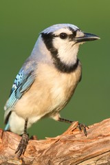 Obraz premium Blue Jay on a Branch