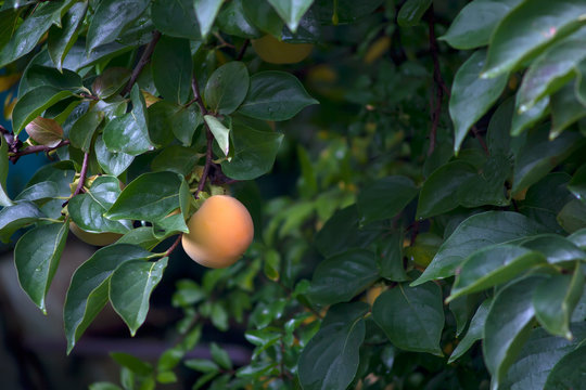 Persimmons
