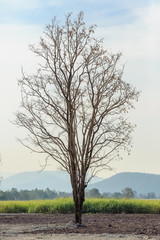 tree death and dry lonely in landscape mountain and field