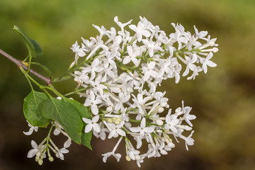 white lilac in spring