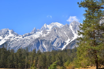 Fototapeta na wymiar Pine Forest on Alpine Mountains