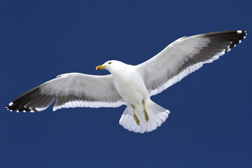 Dominican gull soaring in blue sky in Antarctica