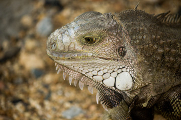 portrait of macro shot on iguana head