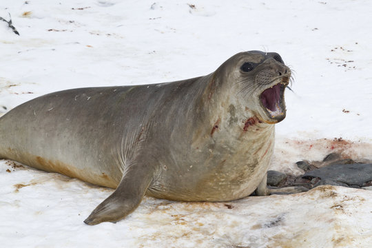 snarling young male southern elephant seals in the snow Antarcti