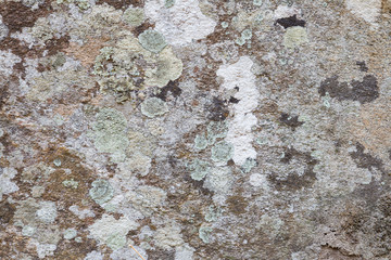 Lichen on stone background
