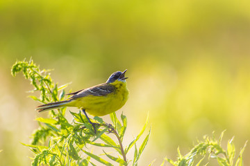 Western Yellow Wagtail singing