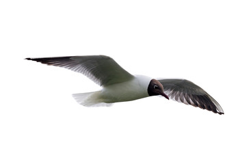 black-headed gull on white background