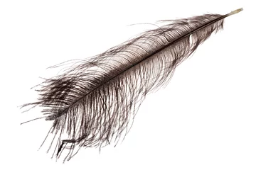 Cercles muraux Autruche dark grey ostrich feather on white