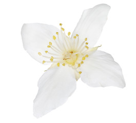 Fototapeta na wymiar pure white single isolated jasmine