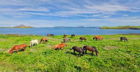 Naklejka na ściany i meble Icelandic Horses on a meadow near beautiful landscape of a famou