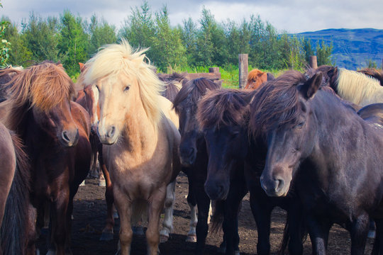 Icelandic Horses on a meadow near beautiful landscape of a famou