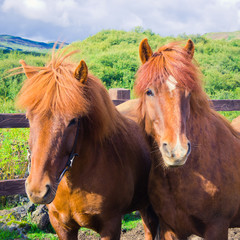 Fototapeta premium Icelandic Horses on a meadow near beautiful landscape of a famou