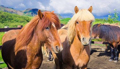Fototapeta premium Icelandic Horses on a meadow near beautiful landscape of a famou