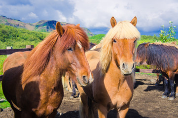 Icelandic Horses on a meadow near beautiful landscape of a famou