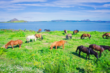 Obraz premium Icelandic Horses on a meadow near beautiful landscape of a famou