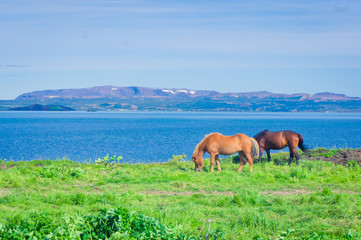Naklejka premium Icelandic Horses on a meadow near beautiful landscape of a famou