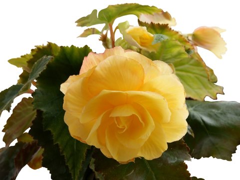 yellow flower of begony