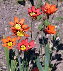 Zigeunerblume im Garten