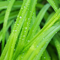 Beautiful green leaves with drops of water in nature