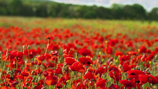 Red poppies swaying in the wind