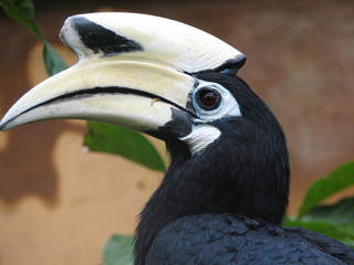 uccello
