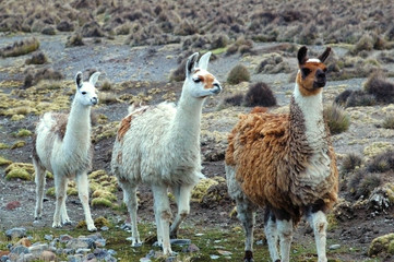 South American Llamas © klublu