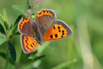 Butterfly - Small Copper (Lycaena phlaeas) on the meadow