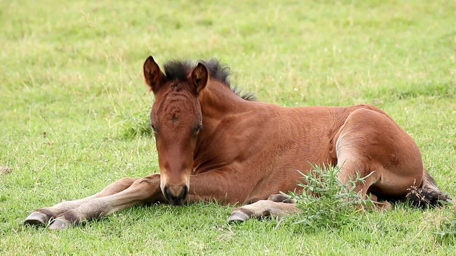 foal lying on field