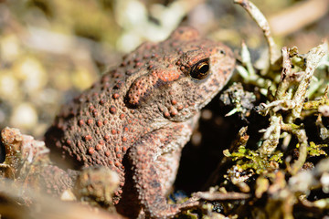 Common toad
