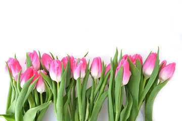 pink tulips