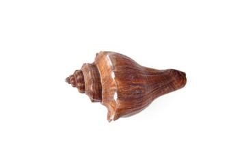 sea shell