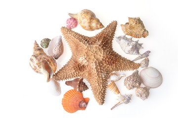 Obraz premium sea shells