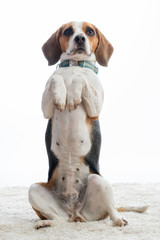 Beagle macht Männchen