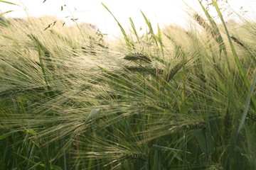 Zielone zboża 3 © lisbb