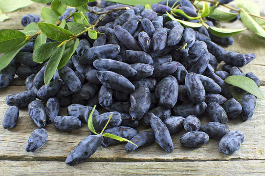 Pile of honeysuckle berries on wooden boards