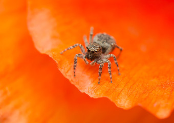 Jumping spider - Sitticus pubescens