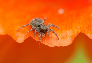 Jumping spider - Sitticus pubescens