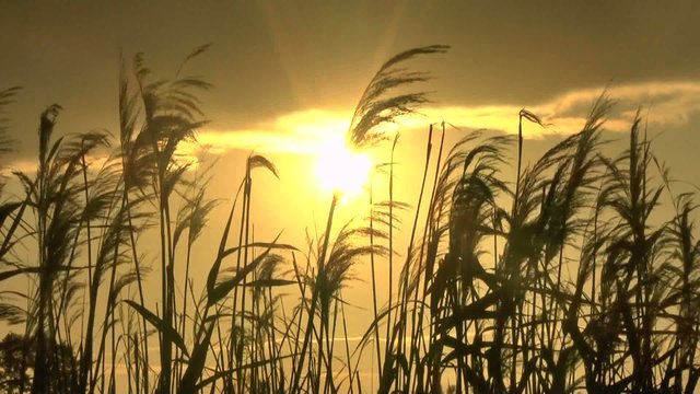 Reeds at sunset