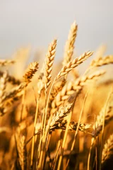 Keuken spatwand met foto wheat field © zorandim75
