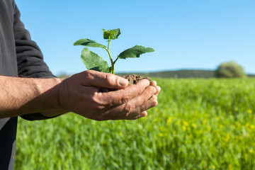 Farmer hands with plant