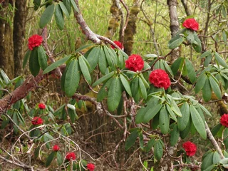 Poster Red wild rhododendron, national flower of Nepal © u.perreten