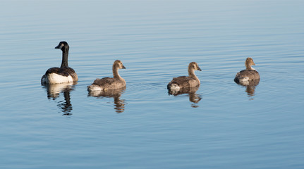 Kanadagans Branta canadensis