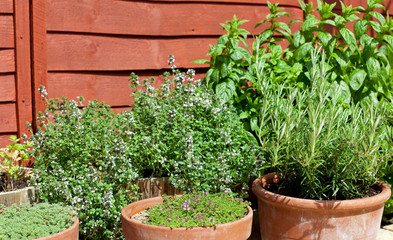 Herbs in pots - outdoor shot