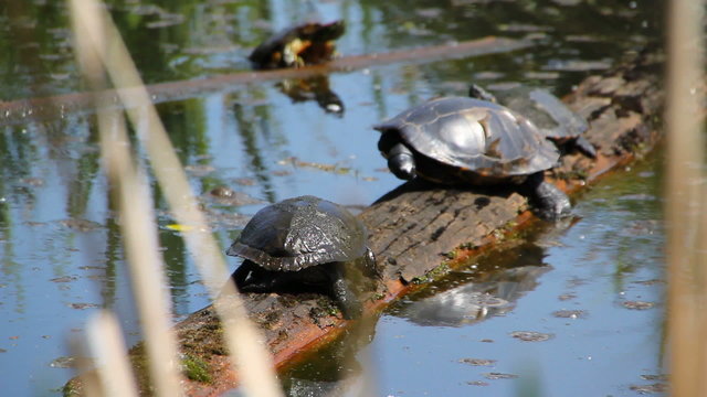 Turtles