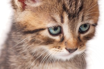 Cute kitten