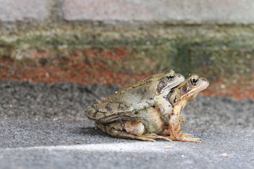 mating toads