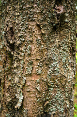 background texture of pine tree bark close