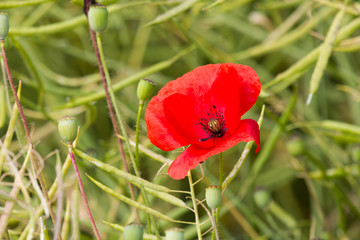 Obraz premium Mohnblume