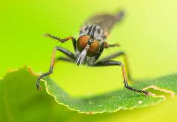 Insect - Asilidae