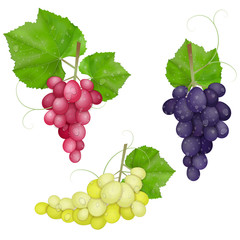 different varieties of grapes with leaves on white background